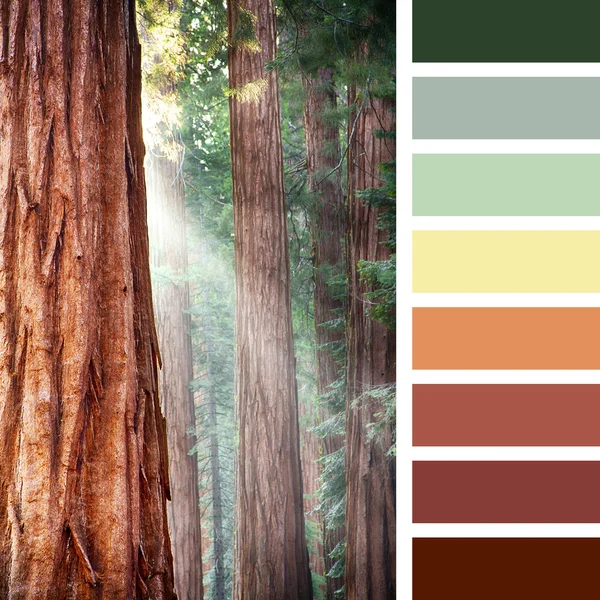 Cores de sequoias gigantes — Fotografia de Stock