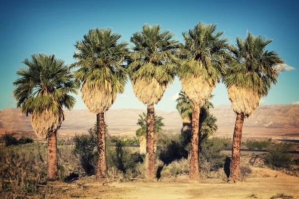 Palm trees retro — Stock Photo, Image