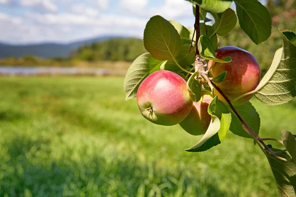 Verger de pommes — Photo