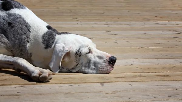 Deixe Cães Adormecidos Mentir — Fotografia de Stock