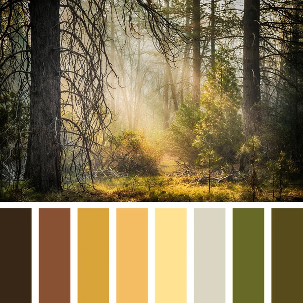 Palette Yosémite — Photo