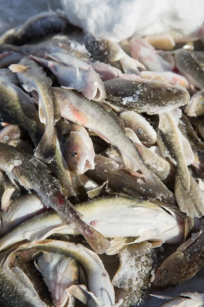 Dagelijkse vangst van tomcod — Stockfoto