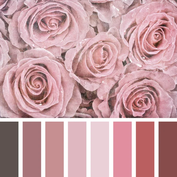 Ein Strauß rosa Rosen — Stockfoto