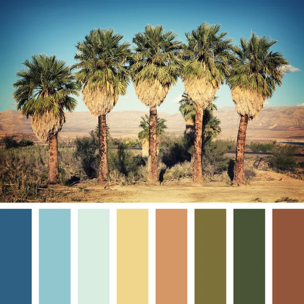 Palm trees retro palette — Stock Photo, Image