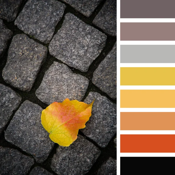 Autumn leaf palette — Stock Photo, Image