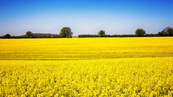 Rape flower meadow panorama — Stock Photo, Image