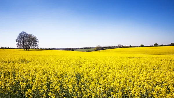 Rape flower meadow panorama — Stock Photo, Image