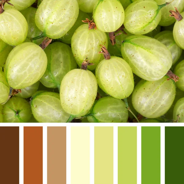Gooseberries in a color palette — Stock Photo, Image