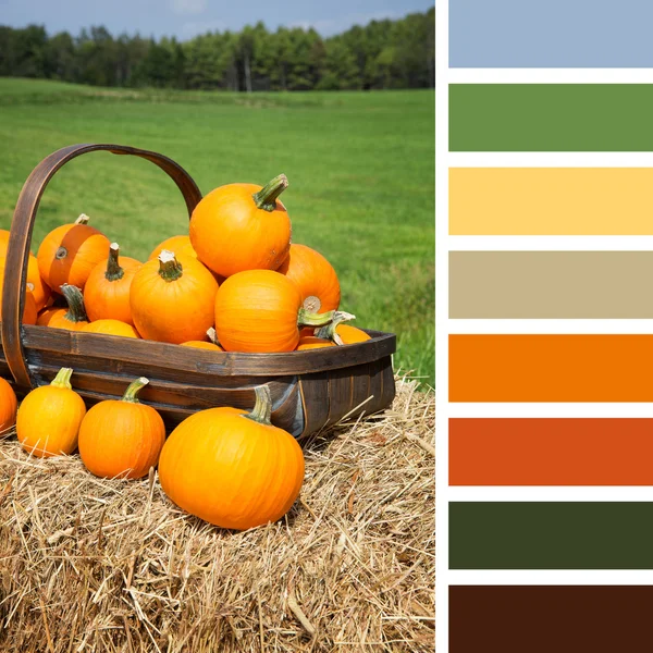 Pumpkins for sale palette — Stock Photo, Image