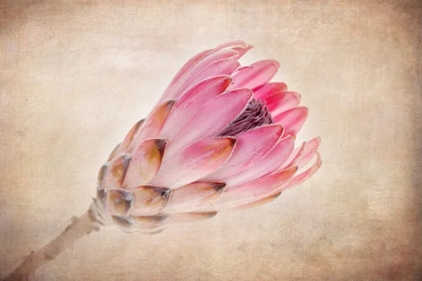 Protea vintage — Zdjęcie stockowe