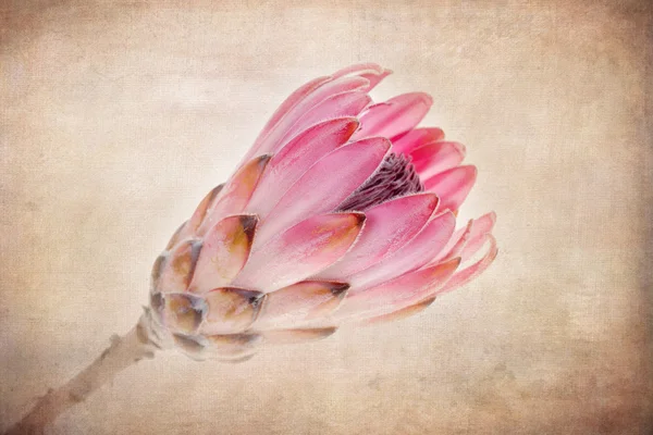 Protea vintage Royalty Free Stock Images