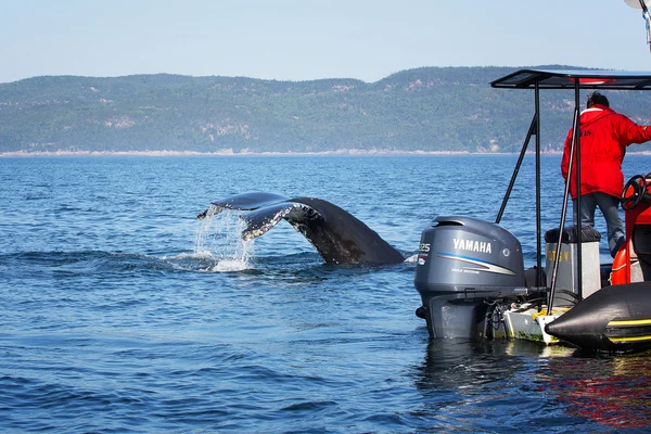 Superficies de ballenas y buceos cerca de barco turístico —  Fotos de Stock