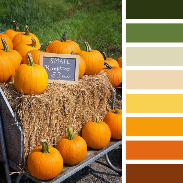 Pumpkin display palette — Stock Photo, Image