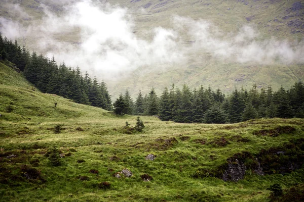 Forêt de pins dans les Highlands écossais — Photo