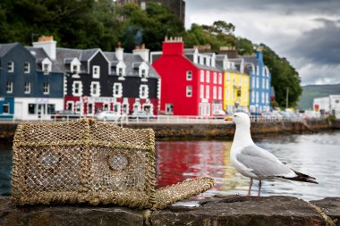 seagull  with  village of Tobermory clipart