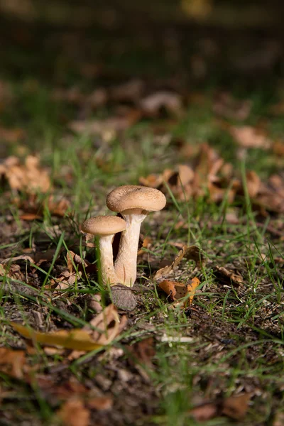 Svampar växer på skogsmark golv — Stockfoto