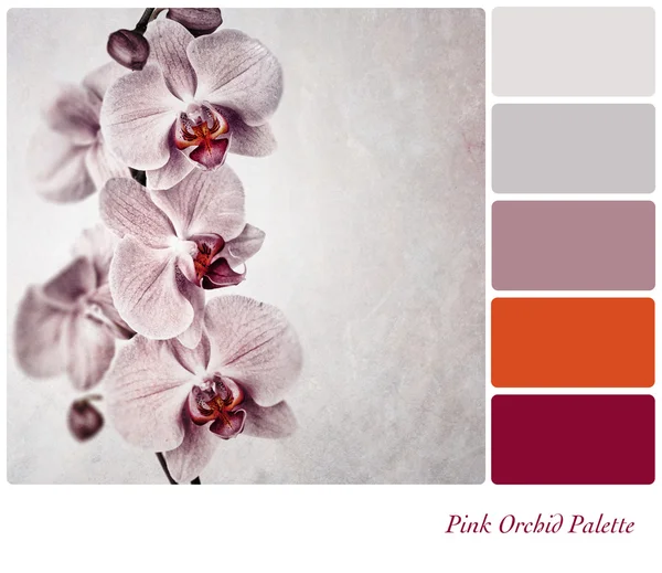 Palette rosa Orchideenblüten — Stockfoto