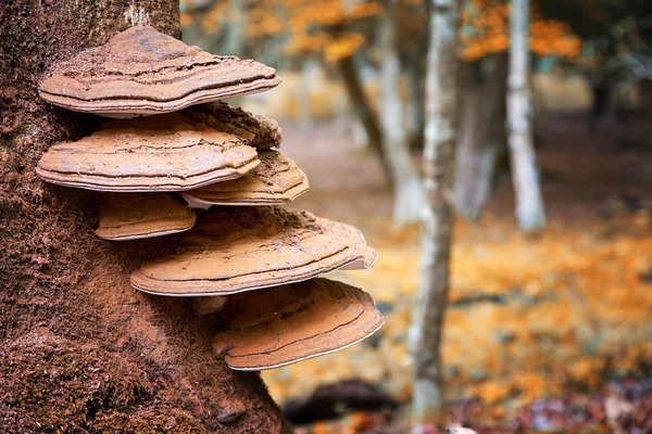支架真菌生长从树桩 — 图库照片