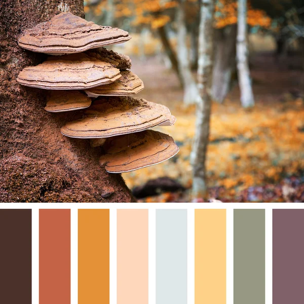 Bracket fungus growing on beech tree — Stock Photo, Image