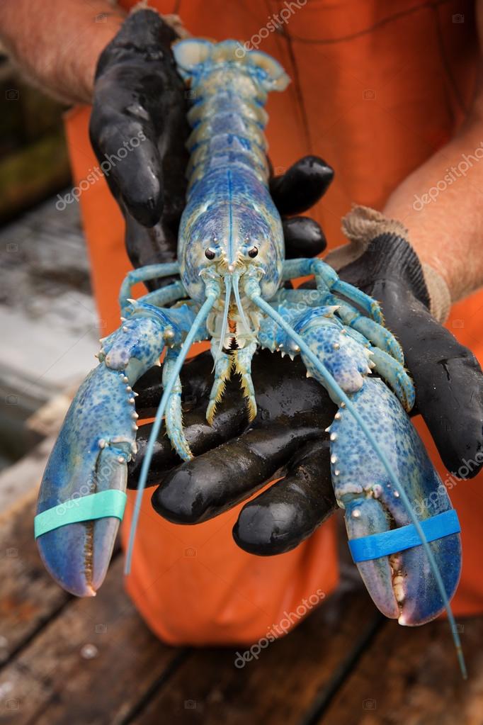 Rare Blue Lobster Stock Photo By C Rixipix