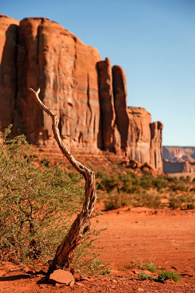 Branch of dried tree at Monument Valley — Stock Photo, Image