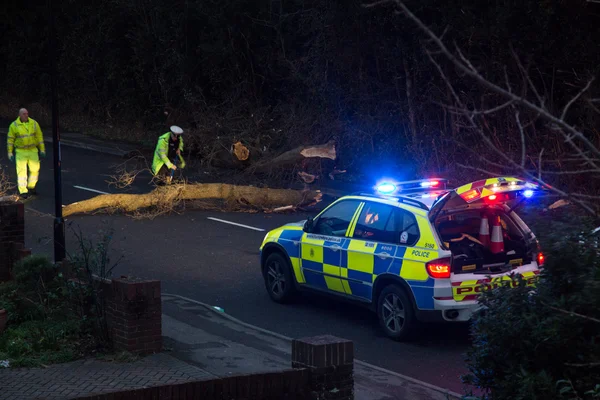Автомобиль попал в упавшее дерево — стоковое фото