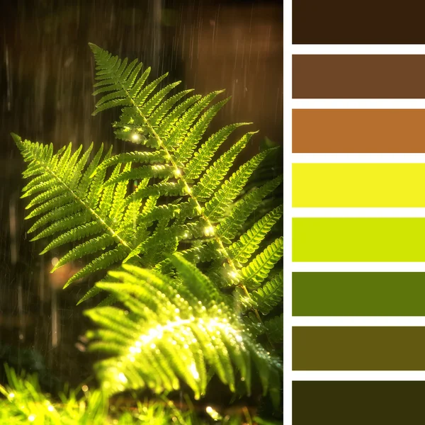 Fern in sunlight with colour swatches — Stock Photo, Image
