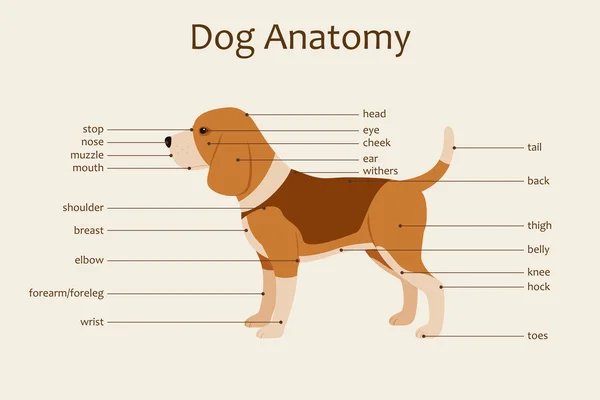 犬の解剖学.ベクトル図 — ストックベクタ