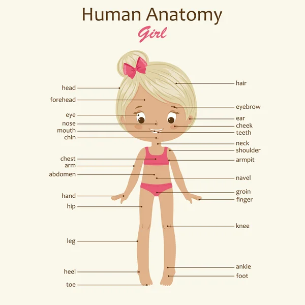 Anatomia do corpo humano. Rapariga . — Vetor de Stock