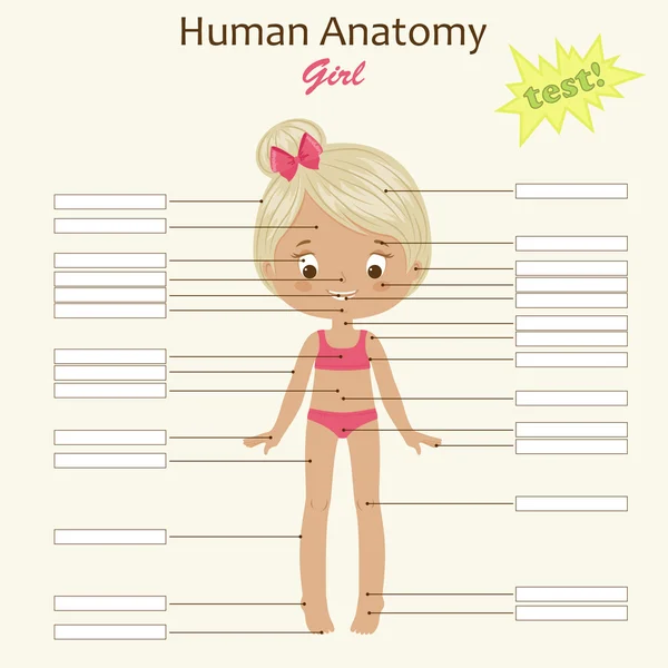 Mänskliga kroppen anatomi. Liten flicka. — Stock vektor
