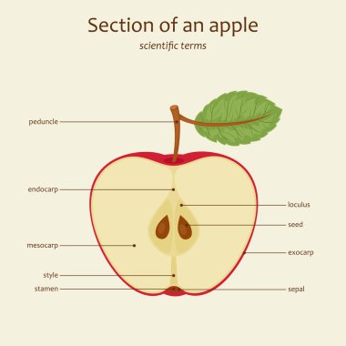 Apple parçalar isimleri, vektör