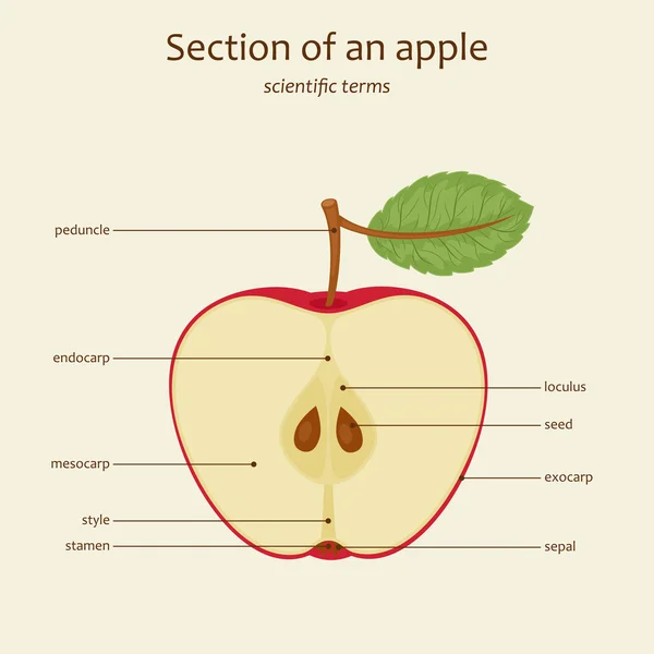 Nombres de piezas de Apple, vector — Archivo Imágenes Vectoriales