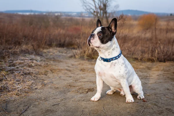 Bulldog francese all'aperto — Foto Stock