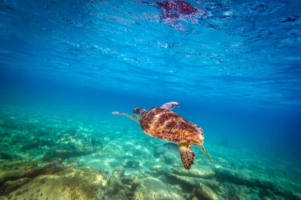 Tartaruga verde nadando no Mar do Caribe — Fotografia de Stock