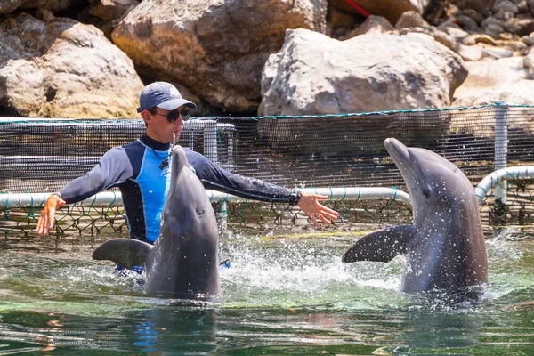 Allenamento dei delfini nel Mar dei Caraibi del Messico — Foto Stock