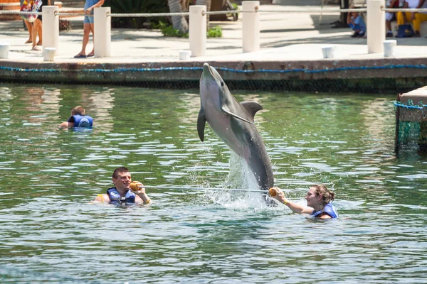 メキシコのカリブ海でイルカと泳ぐ人々 — ストック写真