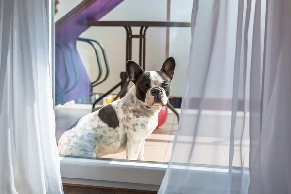 French bulldog on the balcony — Stock Photo, Image