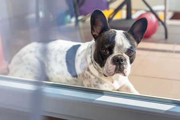 Französische Bulldogge auf dem Balkon — Stockfoto