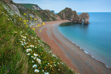 Jurassic Coast sahilde Papatya çiçekler