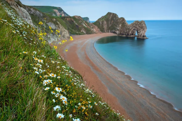 Daisy blommor på stranden på Jurassic Coast — Stockfoto