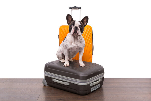 French bulldog is ready for travel