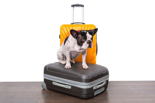 Bulldog francés está listo para viajar —  Fotos de Stock