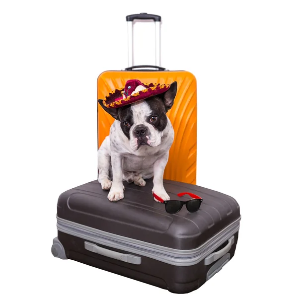 Bulldog francés está listo para viajar — Foto de Stock