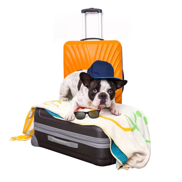 Den franske bulldoggen er klar til å reise. – stockfoto