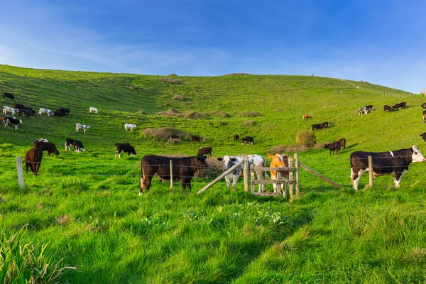 Αγγλικά αγελάδων και οι ταύροι — Φωτογραφία Αρχείου