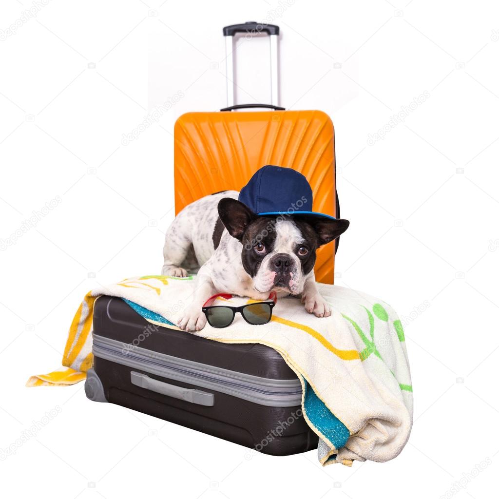 french bulldog suitcase