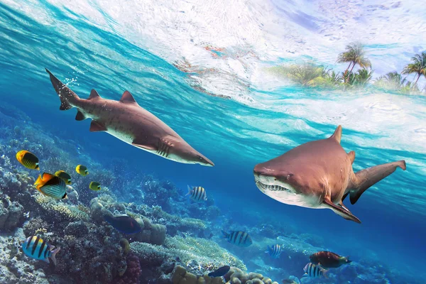 Dangerous bull sharks — Stock Photo, Image