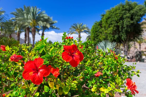 グランカナリア島の熱帯ハイビスカスの花 — ストック写真