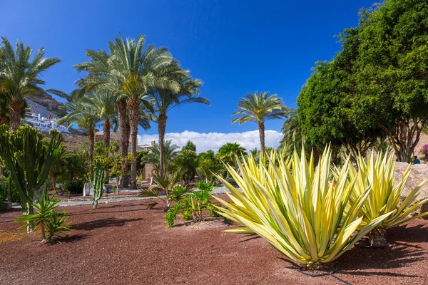 Tropické fauny ostrova Gran Canaria — Stock fotografie
