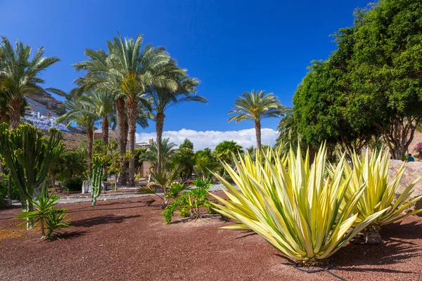 Fauna tropicale dell'isola di Gran Canaria — Foto Stock